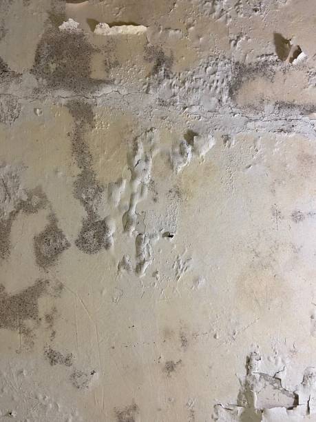 Best Local Mold Removal Service  in Mack, OH