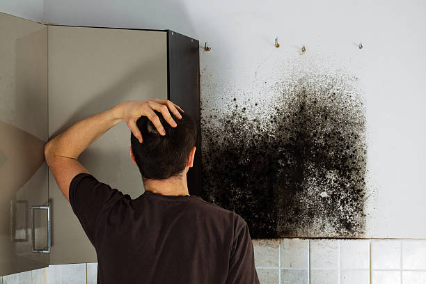 Mold Removal Process in Mack, OH